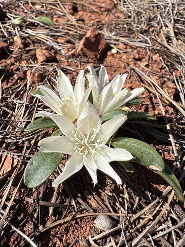 Lewisia kelloggii, photograph 3