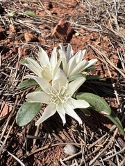 Lewisia kelloggii, photograph (c) Matt Berger, some rights reserved (CC BY)
