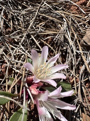 Lewisia kelloggii, photograph (c) Matt Berger, some rights reserved (CC BY)