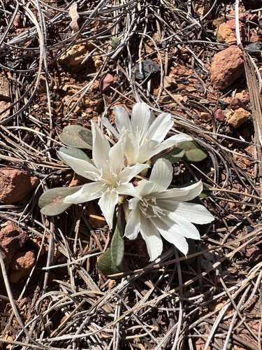 Lewisia kelloggii, photograph 6