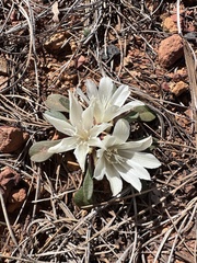 Lewisia kelloggii, photograph (c) Matt Berger, some rights reserved (CC BY)