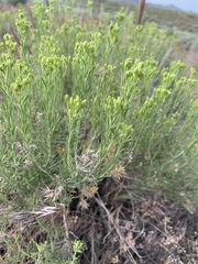 Chrysothamnus viscidiflorus puberulus