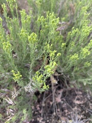 Chrysothamnus viscidiflorus puberulus