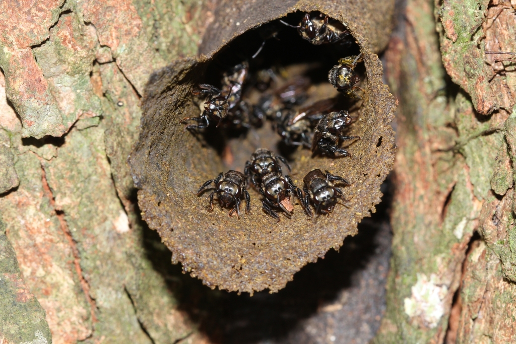 Brazilian Robust-Stingless bee from 996J+56 Túnel de Bambu - Parque do ...