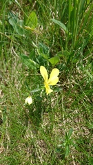 Viola lutea sudetica