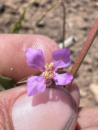 Image of Clarkia stellata by (c) Matt Berger, some rights reserved (CC BY)