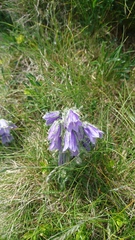 Campanula alpina