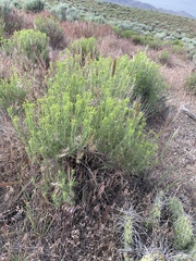 Chrysothamnus viscidiflorus puberulus