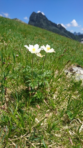 poniklec biely (Pulsatilla scherfelii)