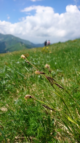 ostrica vždyzelená (Carex sempervirens)