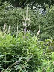 Veronicastrum
