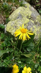 Doronicum clusii