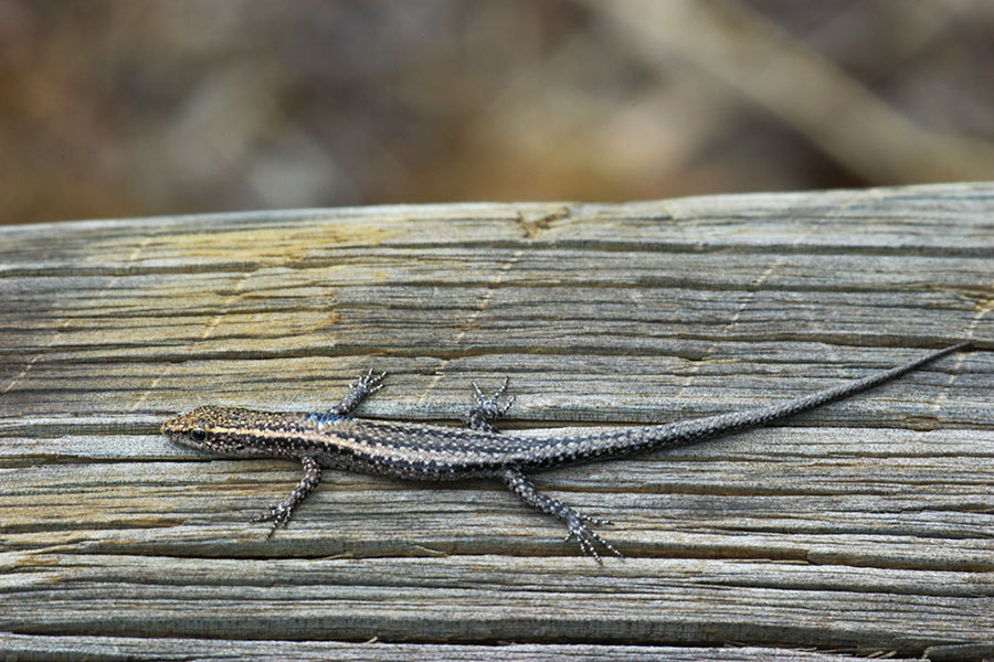 Buchanan's Snake-Eyed Skink