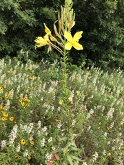 Oenothera rhombipetala