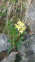 Pedicularis oederi