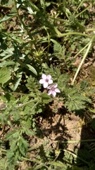Erodium cicutarium