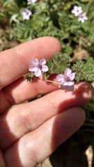 Erodium cicutarium