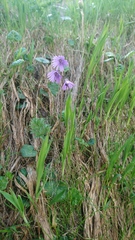 Soldanella carpatica