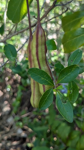 Image of Cynophalla flexuosa by (c) Erin Lalime, some rights reserved (CC BY)