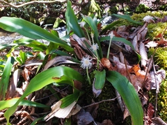 Carex fraseriana