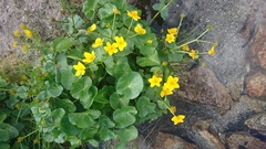 Caltha palustris