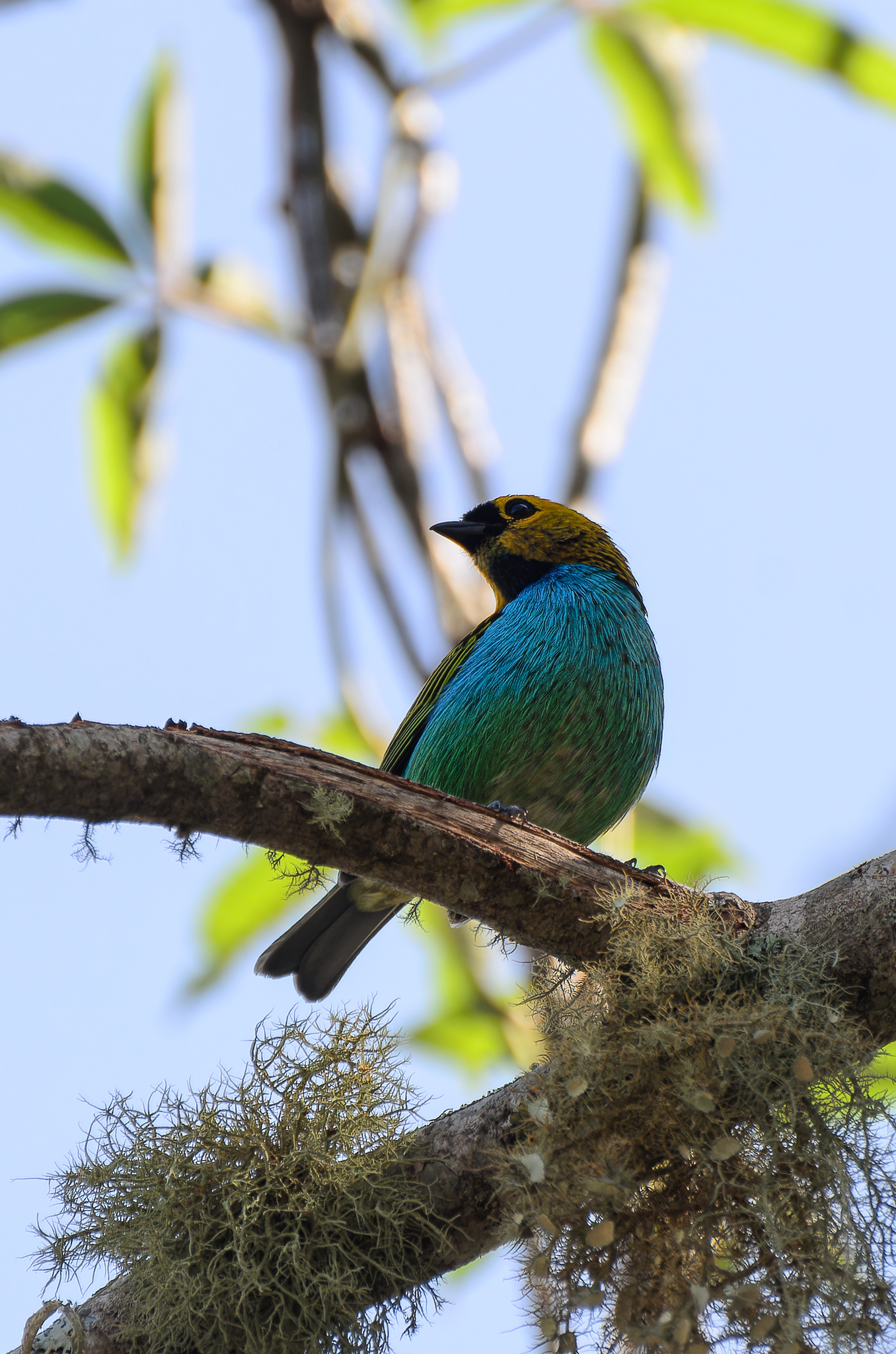 Gilt-edged Tanager illustration