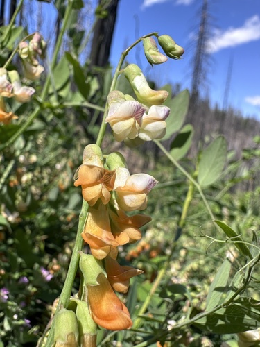 Image of Lathyrus sulphureus by (c) Matt Berger, some rights reserved (CC BY)