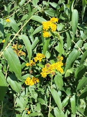 Calea urticifolia, photograph author not stated, no rights reserved