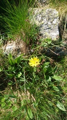 Doronicum clusii