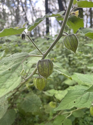 Physalis peruviana observed 2024-09-28