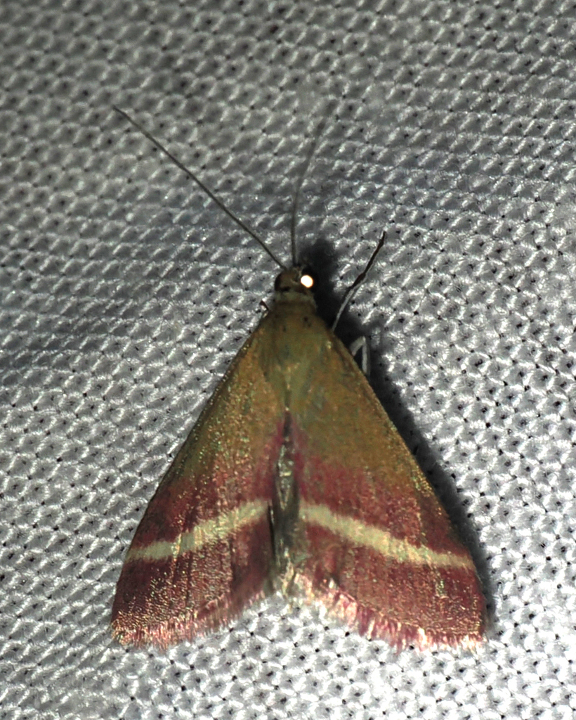 Pyrausta corinthalis