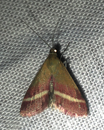 Pyrausta corinthalis