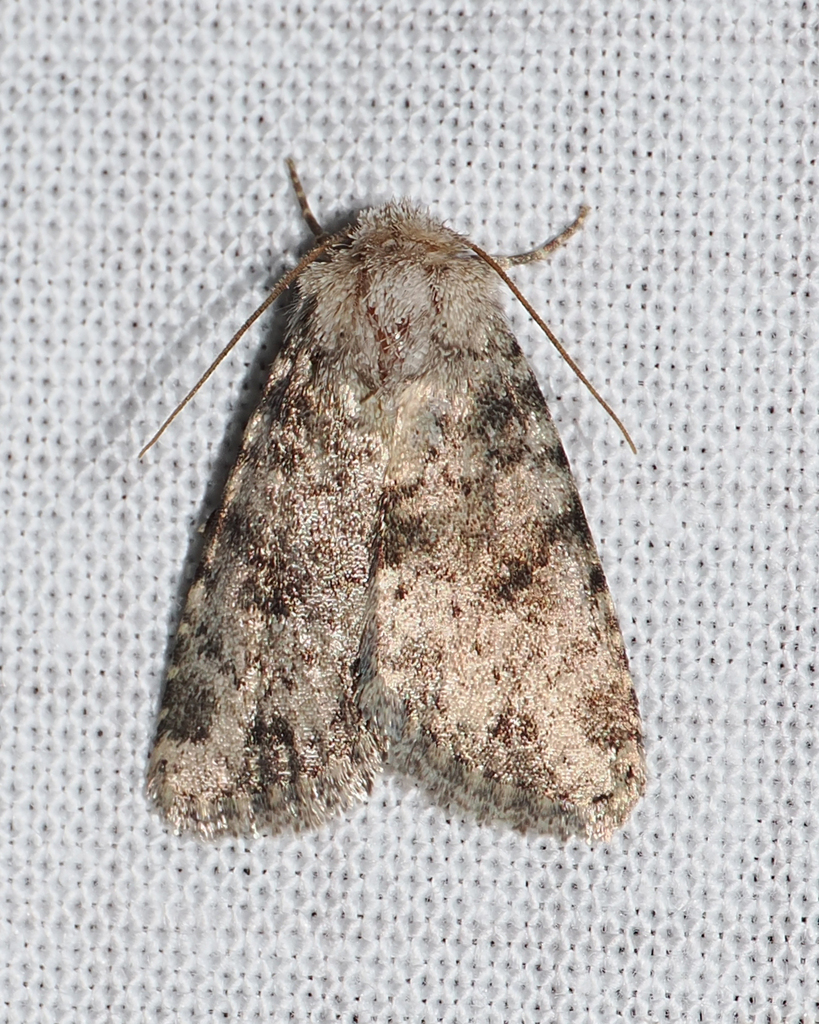 Homorthodes perturba