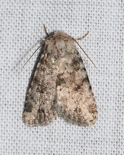 Homorthodes perturba