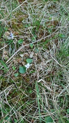 Viola palustris