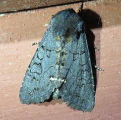 Melanchra assimilis