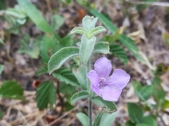 Dyschoriste schiedeana