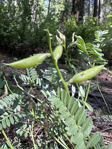 Image of Astragalus webberi by (c) Matt Berger, some rights reserved (CC BY)