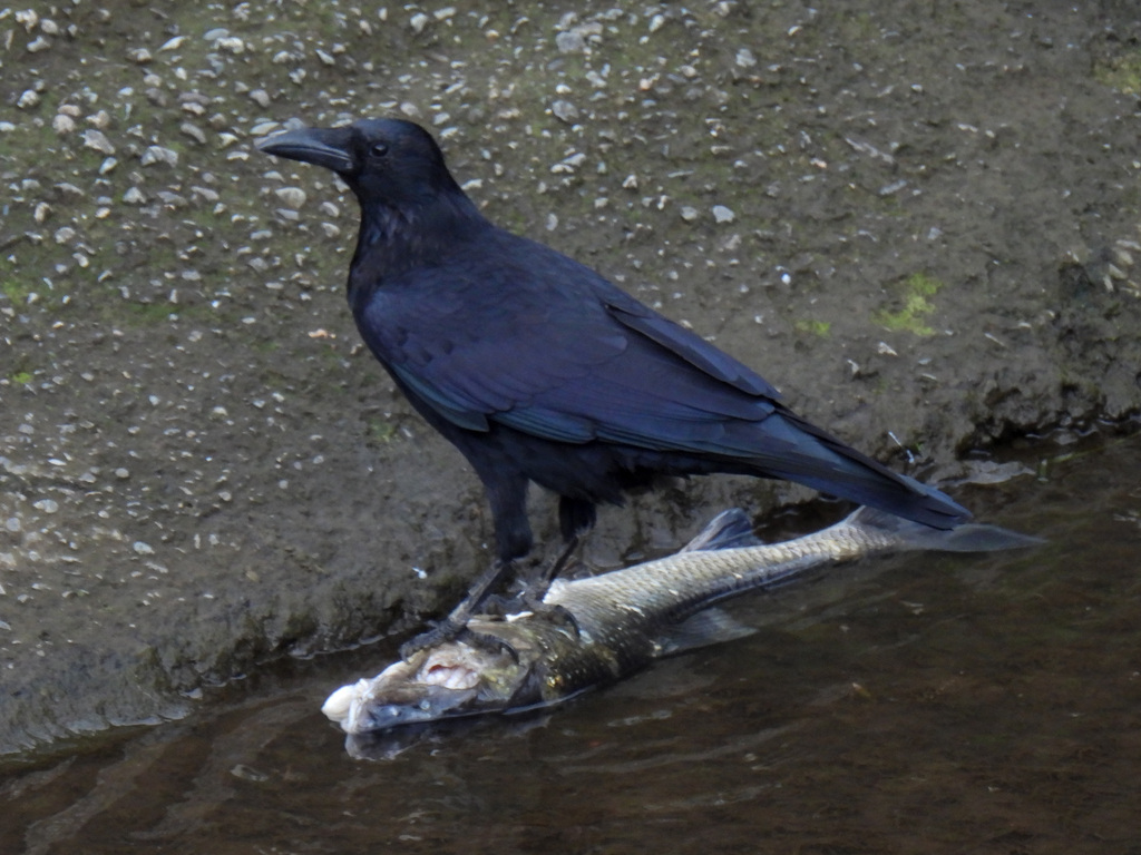 Eastern Carrion Crow from Takatsu Ward, Kawasaki, Kanagawa, Japan on ...