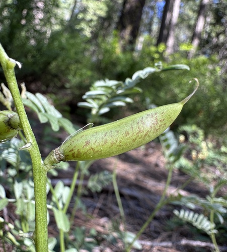 Image of Astragalus webberi by (c) Matt Berger, some rights reserved (CC BY)