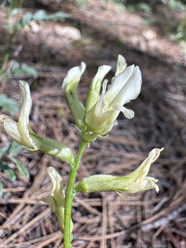 Image of Astragalus webberi by (c) Matt Berger, some rights reserved (CC BY)
