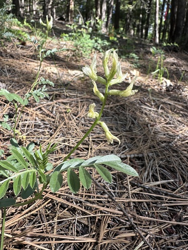 Image of Astragalus webberi by (c) Matt Berger, some rights reserved (CC BY)