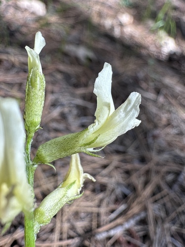 Image of Astragalus webberi by (c) Matt Berger, some rights reserved (CC BY)