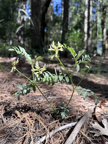 webber's milkvetch (Astragalus webberi)