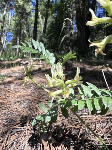 Image of Astragalus webberi by (c) Matt Berger, some rights reserved (CC BY)