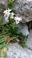 Arabidopsis neglecta
