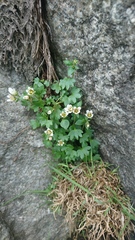 Saxifraga carpatica