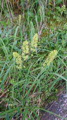 Tofieldia calyculata