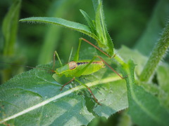 Leptophyes laticauda