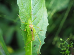 Leptophyes laticauda